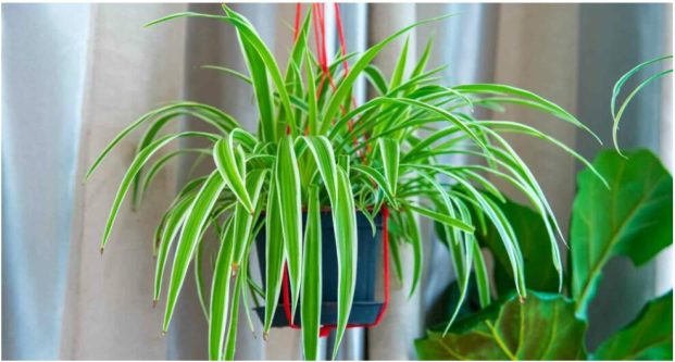 Spider plant Chlorophytum comosum
